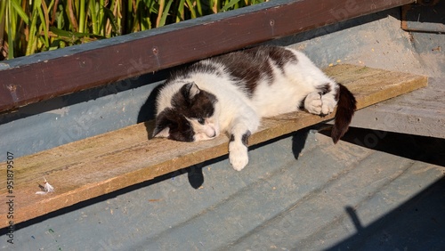 Obraz na płótnie Portrait of cute three coloured cat sleeping on the bed, pets, animals and wildlife w salonie