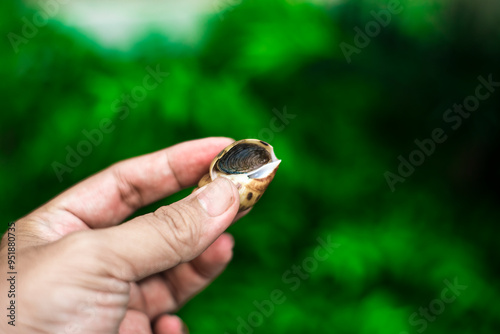 Babylonia areolata has a very high price on the market, belonging to the spiral snail type, Babylonia areolata yellow shell with brown dots, distributed throughout the coastal areas photo