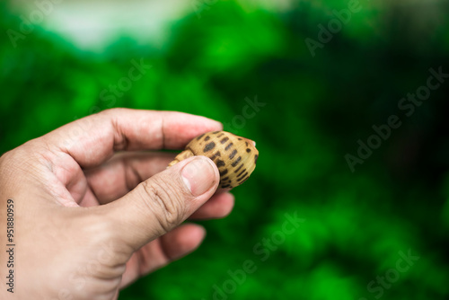 Babylonia areolata has a very high price on the market, belonging to the spiral snail type, Babylonia areolata yellow shell with brown dots, distributed throughout the coastal areas photo