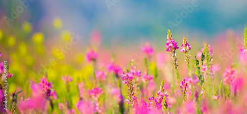 Blooming field against the background of mountains. Beautiful landscape with lavender flowers. Spring background of colorful landscape. Mountain pink flowers. photo