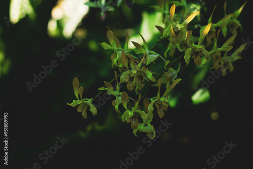  tree trunks, never growing underground, Oncidium varicosum with small white root clusters reaching into the air, this species Oncidium varicosum likes light photo