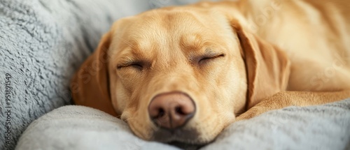  A tight shot of a dog lying on a couch, eyes closed, and head atop a pillow