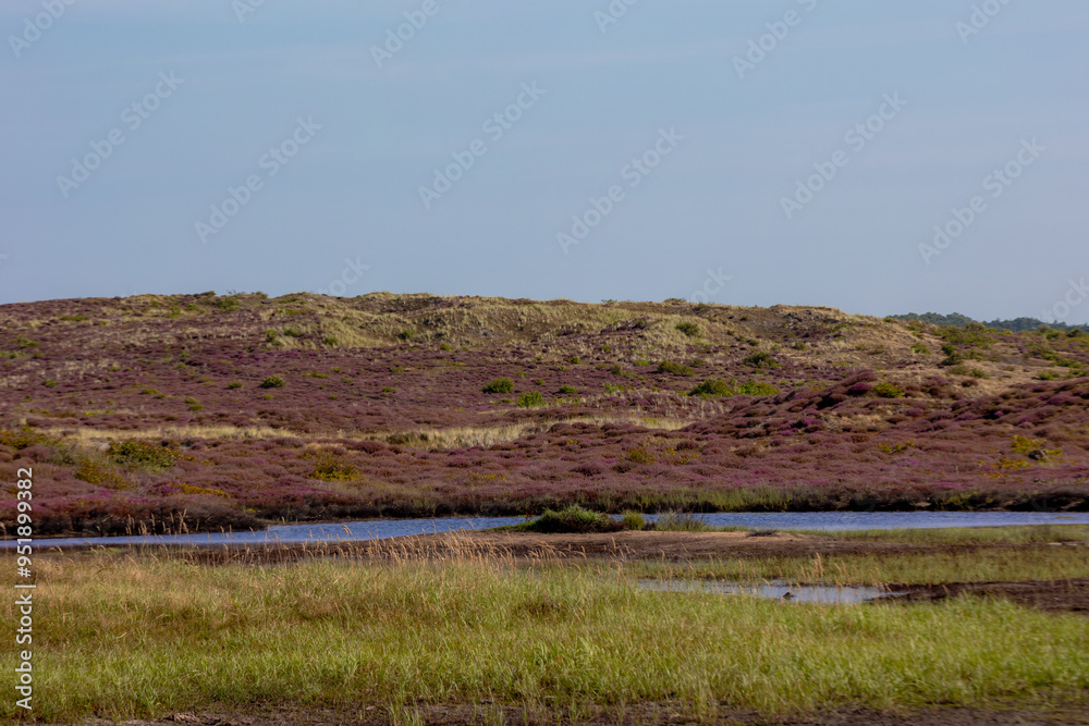 Landscape of purple flowers on the dunes, Flowering Calluna vulgaris (Heide, Heather or Ling) The sole species in the genus Calluna in the family of Ericaceae, Schoorl dune, Noord Holland, Netherlands Landscape of purple flowers on the dunes, Flowering Calluna vulgaris (Heide, Heather or Ling) The sole species in the genus Calluna in the family of Ericaceae, Schoorl dune, Noord Holland, Netherlands