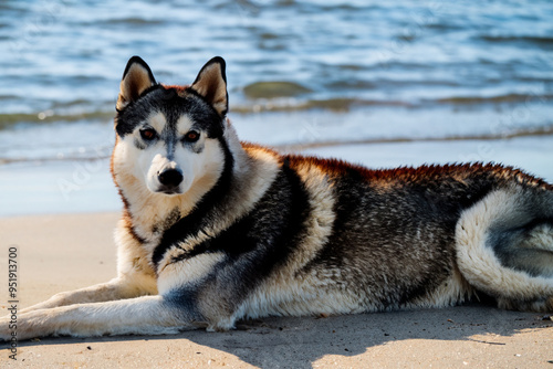 Husky dog on the beach by the sea. Siberian happy pet concept. Husky and dog on the beach in gray and fluffy with a smoky sea. Husky dog in gray and fluffy on the beach at lifestyle sea.