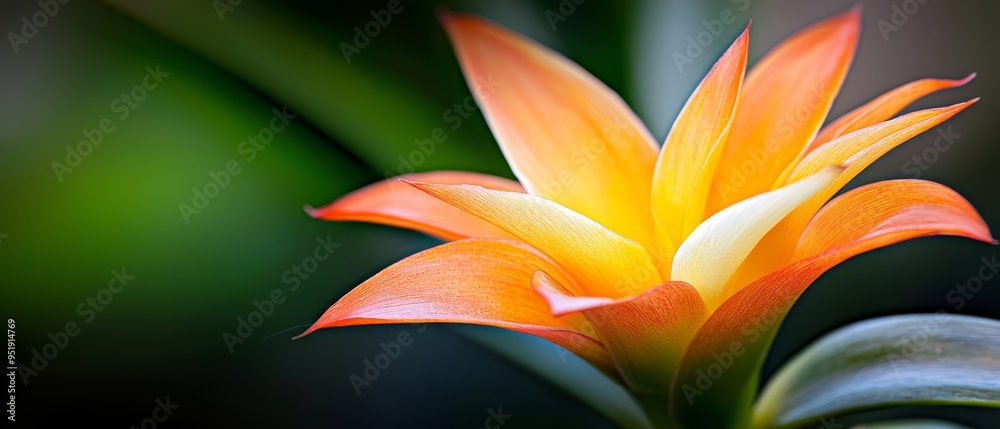 A tight shot of a vibrant orange flower against a backdrop of its green leaves The background subtly blurs, showcasing an indistinct floral scene A tight shot of a vibrant orange flower against a backdrop of its green leaves The background subtly blurs, showcasing an indistinct floral scene