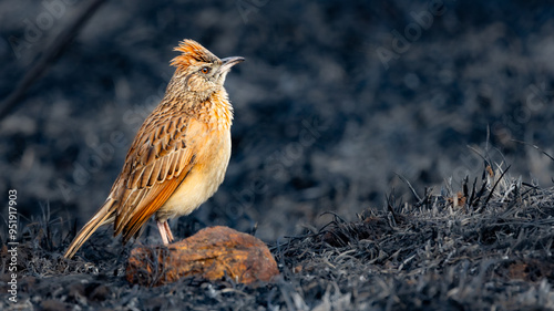 Rufous-naped Lark (Rooineklewerik) (Mirafra Africana) In Rietvlei Nature reserve, Pretoria, Gauteng, South Africa