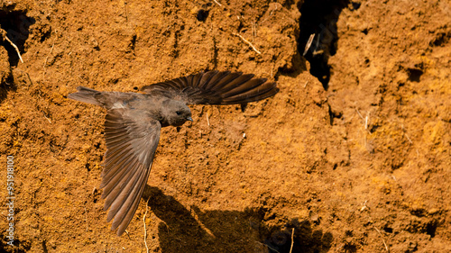 Brown-throated Martin (Afrikaanse Oewerswael) (Riparia paludicola) sitting on a branch and taking off from its nest at The Aloe Farm, Hartbeespoort dam, North West Province, South Africa 