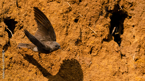 Brown-throated Martin (Afrikaanse Oewerswael) (Riparia paludicola) sitting on a branch and taking off from its nest at The Aloe Farm, Hartbeespoort dam, North West Province, South Africa 