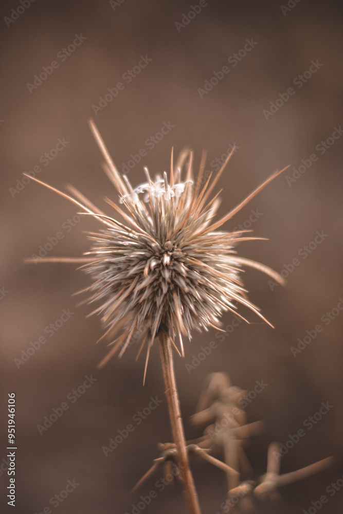 flower flower