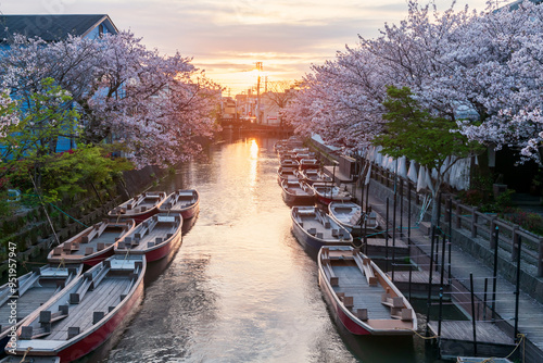 Foto Suigo river with boats and cherry blossom tunnel at sunset, Yanagawa