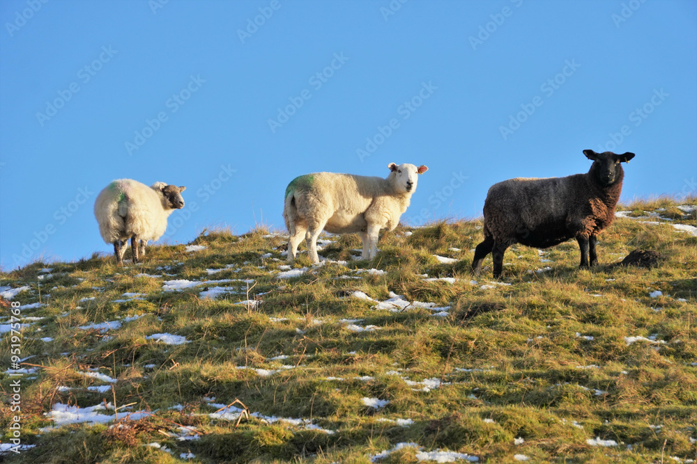 Herd of sheep in Britain, Yorkshire Herd of sheep in Britain, Yorkshire