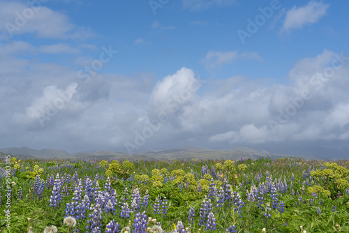 Blooming meadow under cluody sky. Photo from Iceland. photo