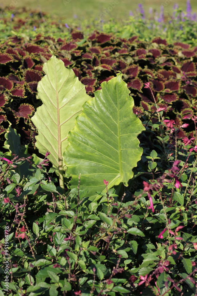 Obraz premium leaves background
