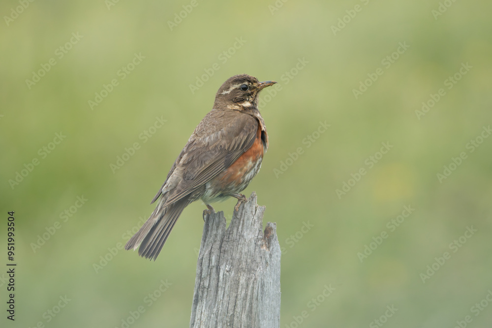 Redwing - Turdus iliacus perched on flower at light green background. Photo from Iceland. Redwing - Turdus iliacus perched on flower at light green background. Photo from Iceland.