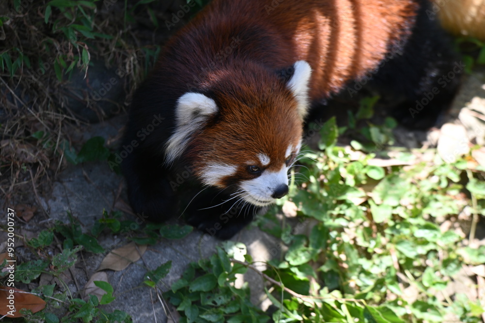 散歩するレッサーパンダ 散歩するレッサーパンダ
