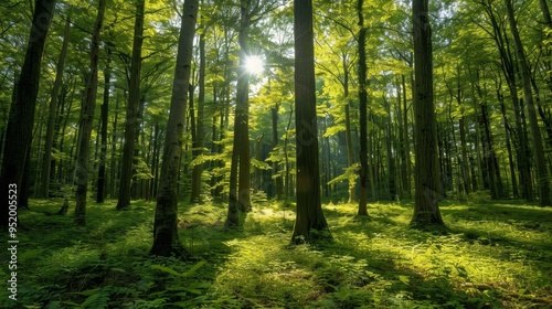 A forest with trees and sunlight shining through the leaves