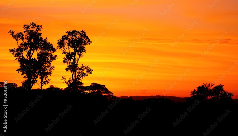silhouette of trees during sunset silhouette of trees during sunset