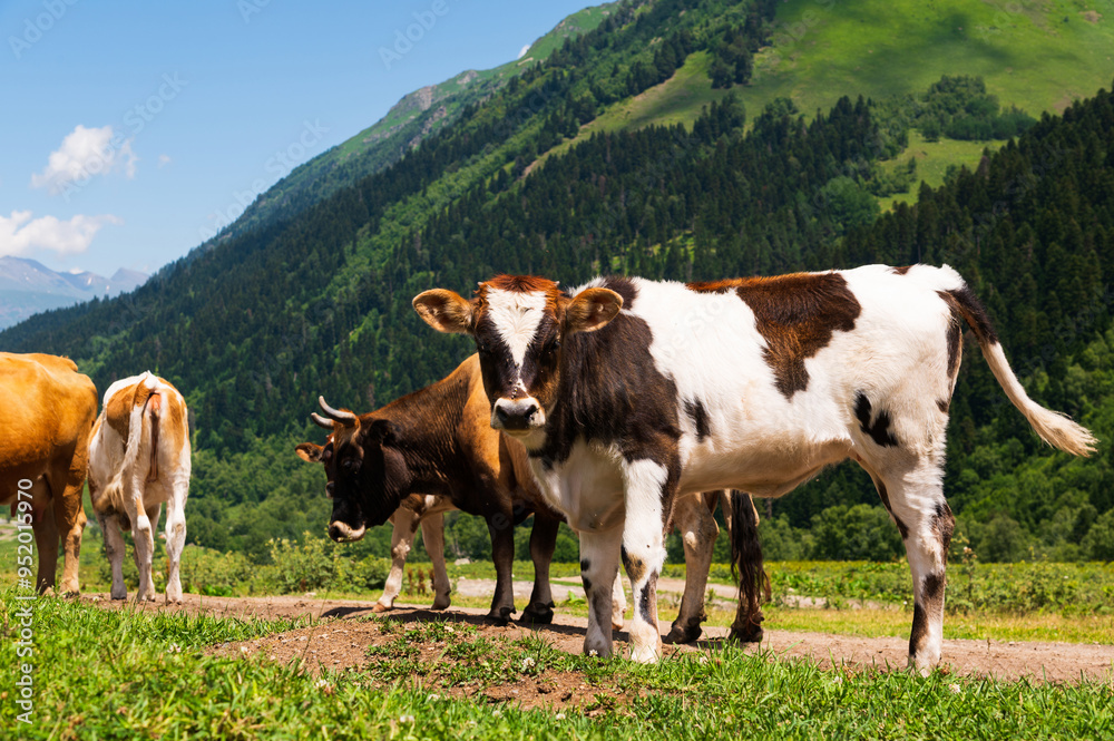 A spotted brown and white cow grazes with a herd on a green mountain pasture. Looking at the camera A spotted brown and white cow grazes with a herd on a green mountain pasture. Looking at the camera