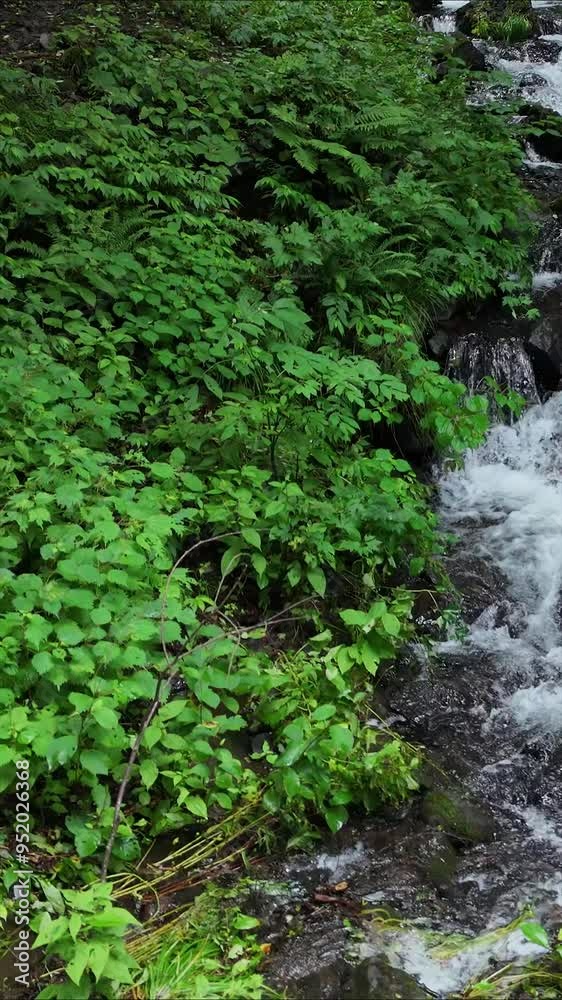 きれいな水の流れ 岩がゴロゴロした沢 山の中 自然風景 縦 縦型 縦向き動画 サイネージ SNS きれいな水の流れ 岩がゴロゴロした沢 山の中 自然風景 縦 縦型 縦向き動画 サイネージ SNS