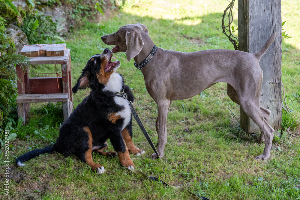 Two puppy dogs playing together Two puppy dogs playing together