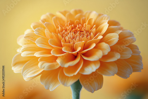 A detailed view of a yellow marigold with tightly packed petals and a vibrant center, isolated on a pastel yellow background,
