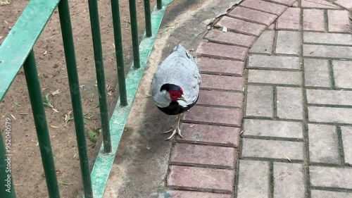 Silver pheasant walking on footpath. Silver pheasant also know as Lophura Nycthemera. photo