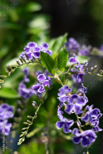 flowers in the garden