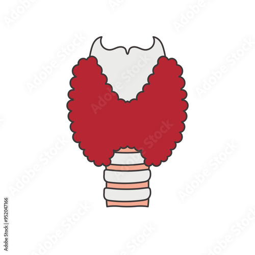 thyroid gland illustration