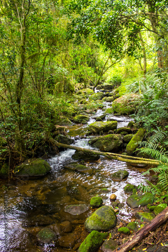 A small stream, filled with moss covered rounded boulders, flowing through the lush forest of Magoebaskloof south Africa. photo