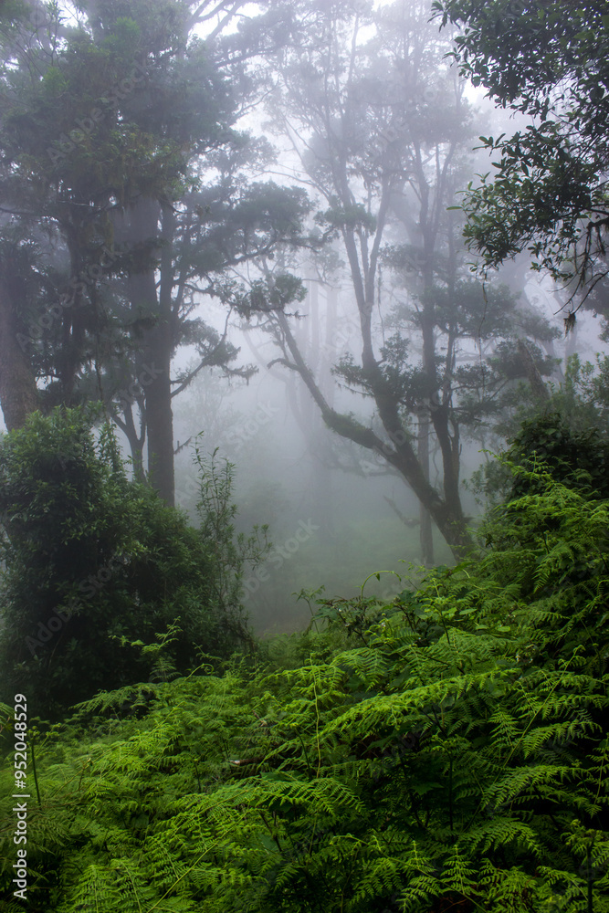Eerie landscape of the indigenous Afromontane rainforest in the mist with lush green ferns in the foreground, in Magoebaskloof in South Africa. Eerie landscape of the indigenous Afromontane rainforest in the mist with lush green ferns in the foreground, in Magoebaskloof in South Africa.