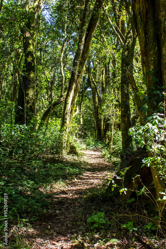 A trail surrounded by the moss covered indigenous trees of the Afromontane rainforest of Magoebaskloof.