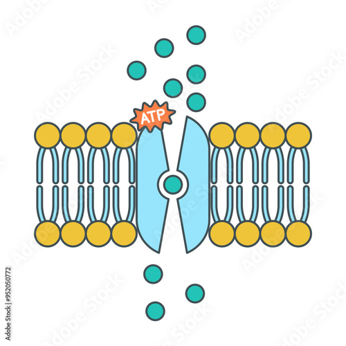 active and pasivve transport