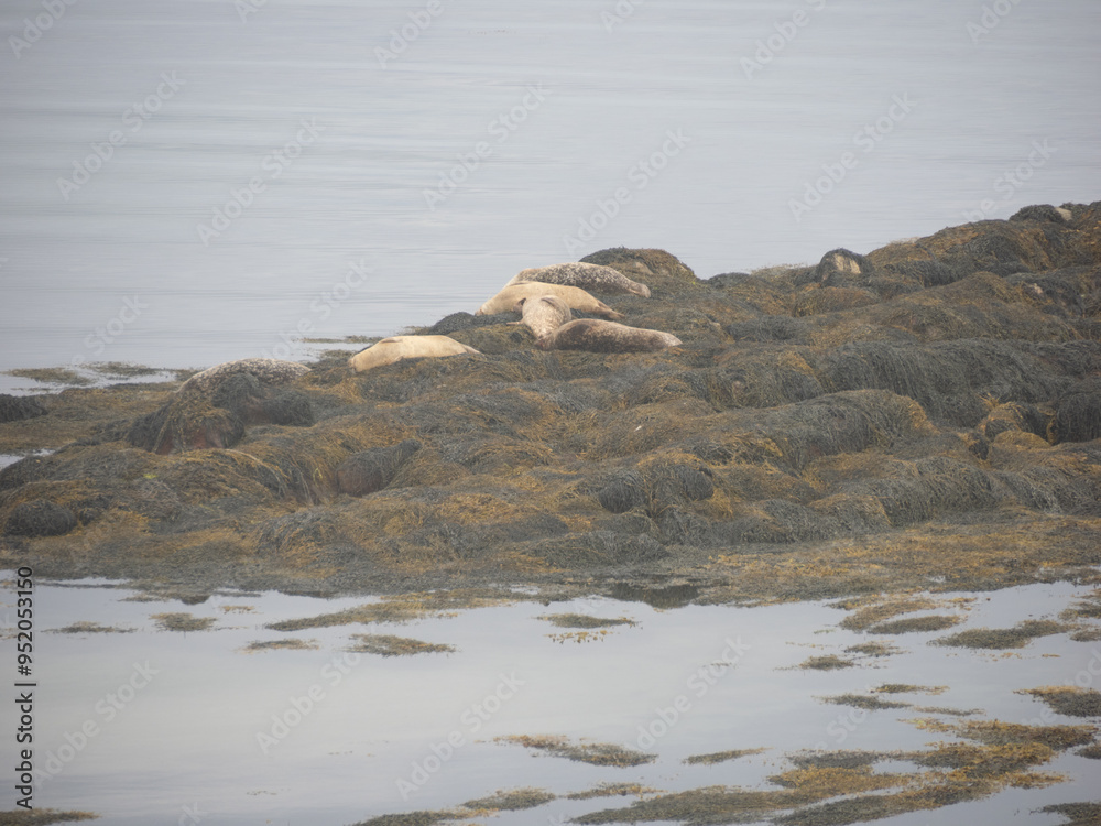 Fototapeta premium Colonia de focas de Berneray, North Uist, Islas Hébridas, Escocia, Reino Unido