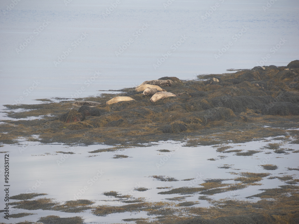 Colonia de focas de Berneray, North Uist, Islas Hébridas, Escocia, Reino Unido Colonia de focas de Berneray, North Uist, Islas Hébridas, Escocia, Reino Unido