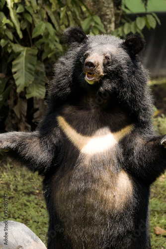 Asian Black Bear Moon Bear in Zoo Negara Malaysia National Zoo