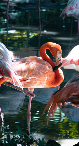 Flamingo in Zoo Negara Malaysia National Zoo