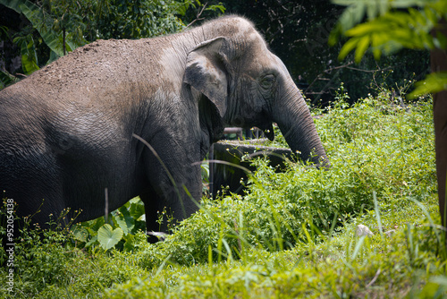 Elephant in Zoo Negara Malaysia National Zoo