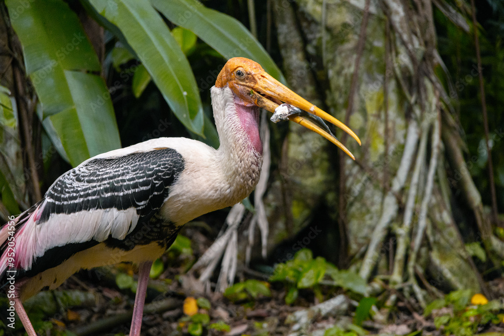 Painted Stork in Zoo Negara Malaysia National Zoo Painted Stork in Zoo Negara Malaysia National Zoo