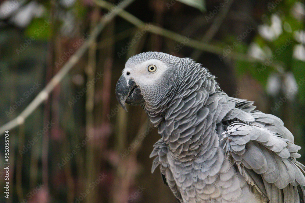 Obraz premium African Grey Parrot in Zoo Negara Malaysia National Zoo