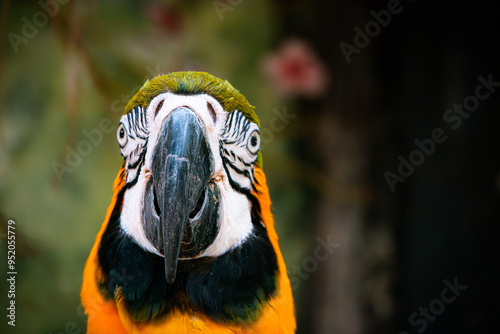 Blue and Yellow Macaw in Zoo Negara Malaysia National Zoo