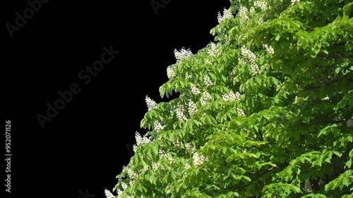 Alpha channel plant tree with a transparent background for overlaying other images during installation