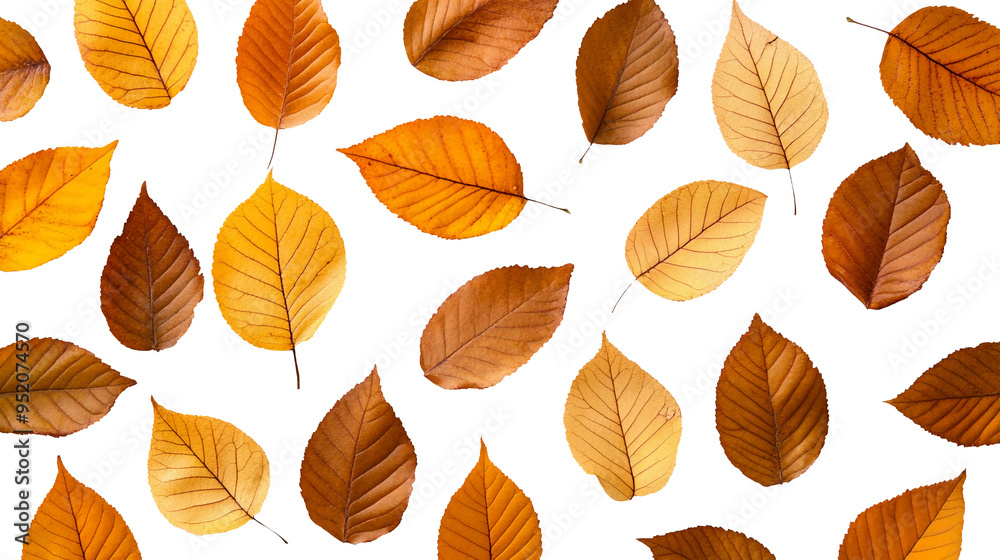 Obraz premium Collection of autumn leaves isolated on transparent background, PNG.