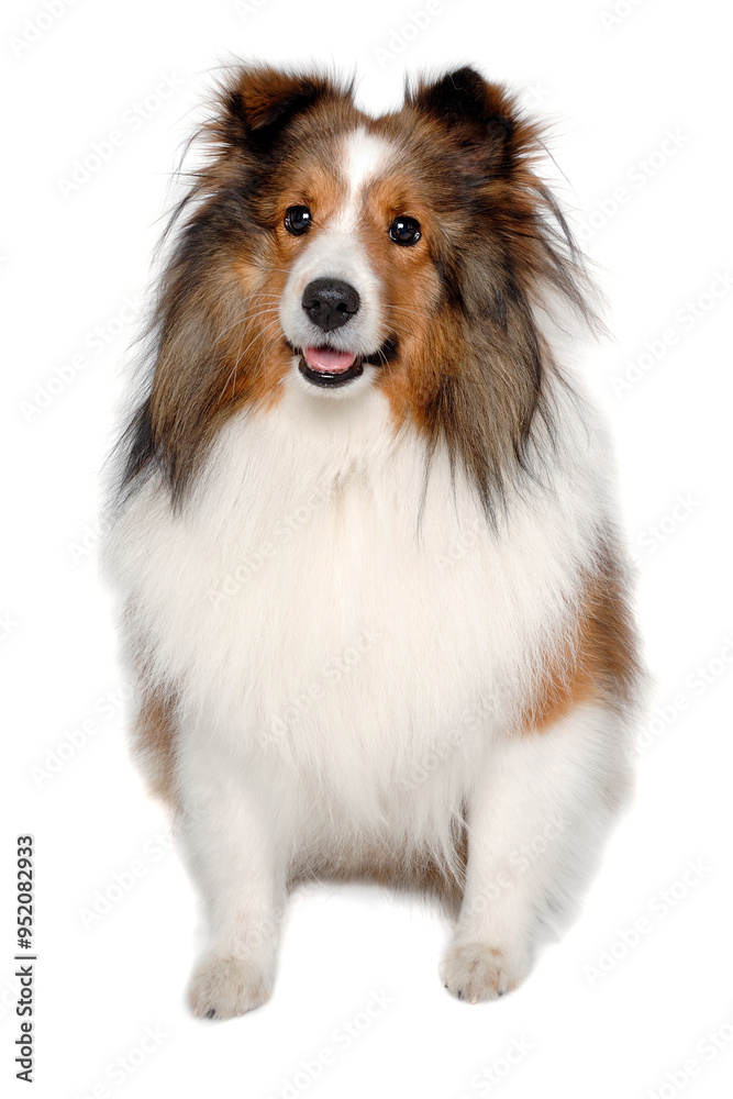 Happy shetland sheepdog taken on at clean white background Happy shetland sheepdog taken on at clean white background