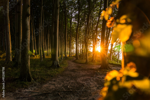 Coastal forest of beech trees in sunset conditions at the baltic sea