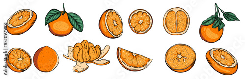 Set of orange drawing on isolated background. Illustration of whole orange, sliced, cut pieces and leaves. Citrus fruit illustration on isolated background.