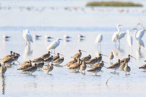 A Group of  Curlews Gather at the Water's Edge, Mai Po Natural Reserve, Hong Kong photo