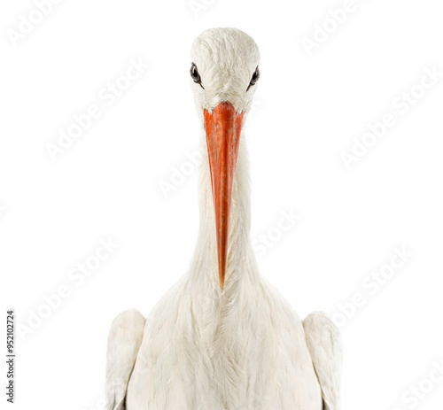 Fototapeta Naklejka Na Ścianę i Meble -  Close-up of a White stork facing, looking at the camera, Ciconia