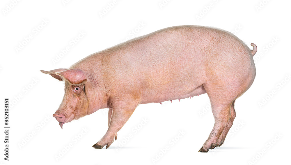Side view of a Domestic pig sticking its tongue out, isolated on white Side view of a Domestic pig sticking its tongue out, isolated on white