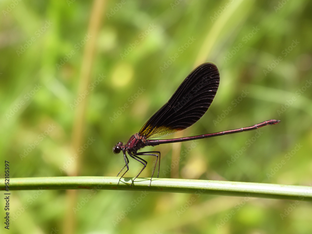 Close-up of a Mediterranean demoiselle sitting on the herb Close-up of a Mediterranean demoiselle sitting on the herb