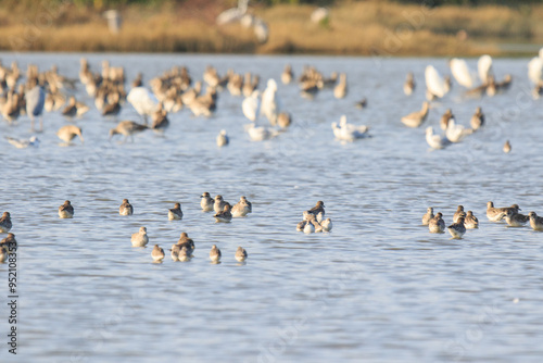 Flock of Shorebirds Wading in Shallow Water, Mai Po Natural Reserve, Hong Kong